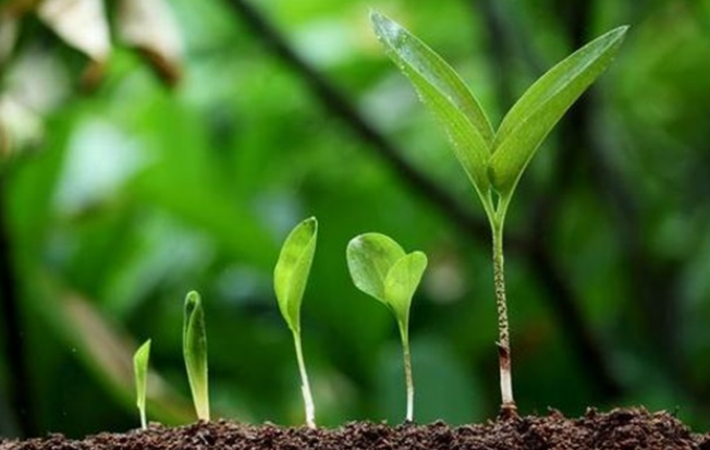 没食子酸：植物生长调节剂的全面介绍